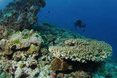 Reef top,  Maagiri Thila