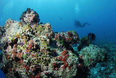 Reef top, Maagiri Thila