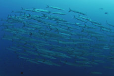 Black tail Barracuda  <i>Sphyraena genie</i>