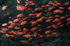 Immaculate Soldierfish  <i>Myripristis vittata</i>