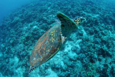 Green sea turtle  <i>Chelonia mydas</i>