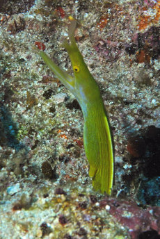 Ribbon Eel  <i>Rhinomuraena quaesita</i>
