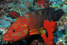 Vermilion Rock Cod  <i>Cephalopholis miniata</i>