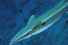 Slender Suckerfish  <i>Echeneis naucrates</i>