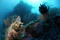 Fesdu Wreck