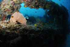 Fesdu Wreck