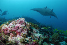Manta Ray  <i>Manta birostris</i>