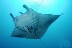 Manta Ray  <i>Manta birostris</i>
