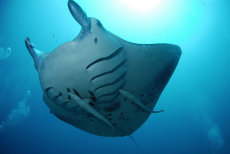 Manta Ray  <i>Manta birostris</i>