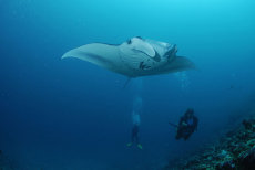 Manta Ray  <i>Manta birostris</i>