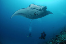 Manta Ray  <i>Manta birostris</i>