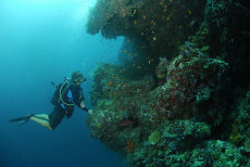 Yellow Sweepers  <i>Parapriacanthus ransonneti</i>