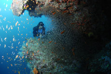 Yellow Sweepers  <i>Parapriacanthus ransonneti