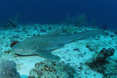 Leopard (Zebra) Shark  <i>Stegostoma fasciatum</i>