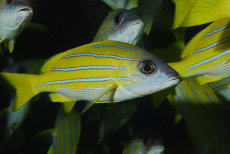 Blue-striped Snapper  <i>Lutjanus kasmira</i>