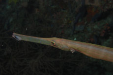 Trumpetfish  <i>Aulostomus chinensis</i>