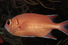 Immaculate Soldierfish  <i>Myripristis vittata</i>
