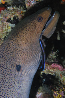Giant Moray  <i>Gymnothorax javanicus</i>