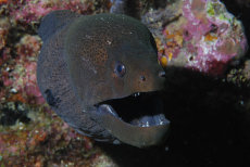 Giant Moray  <i>Gymnothorax javanicus</i>