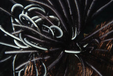Feather-star  <i>crinoid</i>