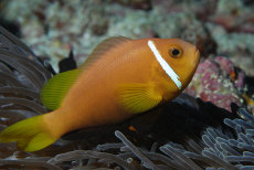 Blackfoot Anemonefish  <i> Amphiprion nigripes</i>