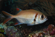 Epaulette Soldierfish  <i>Myripristis kuntee</i>