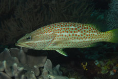 White-lined Grouper  <i>Anyperodon leucogrammicus</i>