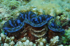 Giant Clam  <i>Tridacna maxima</i>