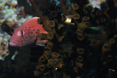 Forster's Hawkfish  <i>Paracirrhites forsteri</i>