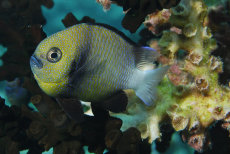 Indian Humbug  <i>Dascyllus carneus</i>