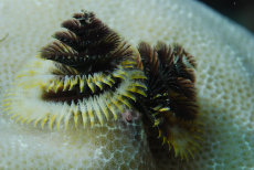 Christmas tree worm  <i>Spirobranchus giganteus</i>