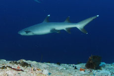 Whitetip Reef Shark  <i>Triaenodon obesus</i>