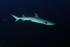 Whitetip Reef Shark  <i>Triaenodon obesus</i>