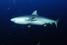 Grey Reef Shark  <i>Carcharhinus amblyrhynchos</i>