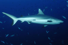 Grey Reef Shark  <i>Carcharhinus amblyrhinchos</i>