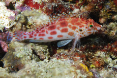 Spotted Hawkfish  <i>Cirrhitichthys oxycephalus</i>