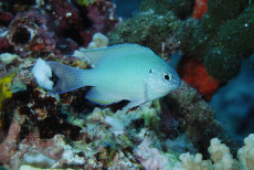 Green Sergeant  <i>Amblyglyphidodon batunai</i>