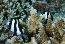 Humbug Damsel  <i>Dascyllus aruanus</i>