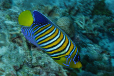 Regal Angelfish  <i>Pygoplites diacanthus</i>
