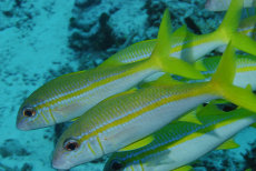 Yellow-striped Goatfish  <i>Mulloidichthys vanicolensis</i>