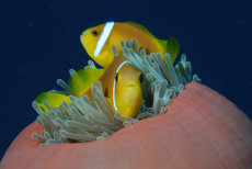 Blackfoot Anemonefish  <i>Amphiprion nigripes</i>