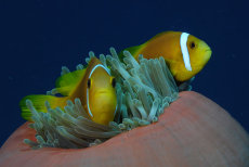 Blackfoot Anemonefish  <i>Amphiprion nigripes</i>