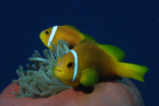 Blackfoot Anemonefish  <i>Amphiprion nigripes</i>