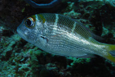 Juvenile Sweetlips  <i>Haemulidae</i>