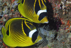 Raccoon Butterflyfish  <i>Chaetodon lunula</i>