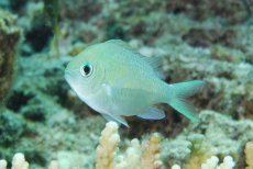 White breasted Sergeant  <i>Amblyglyphidodon leucogaster</i>