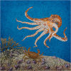 #10 Octopus seeking prey