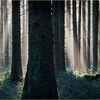 Early light through the pines (Bellever forest - Dartmoor)