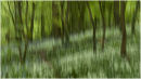 6 - Woodland with ramsons