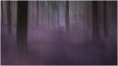 8 - Purple path